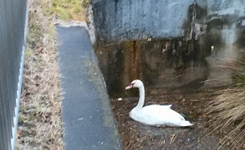 こざと公園の白鳥2017