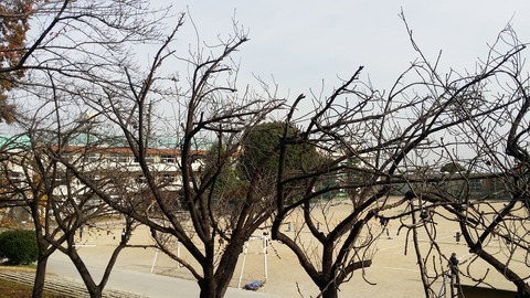 須和田公園から見る第二中学校