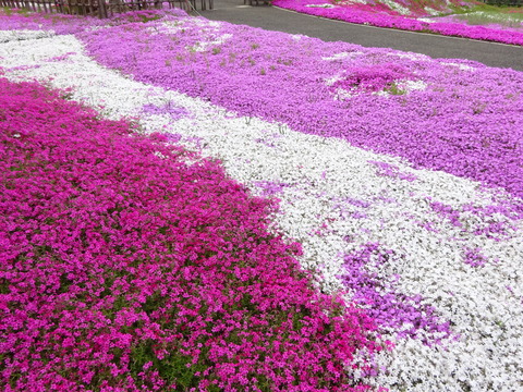 市川市郭沫若記念館の芝桜2017