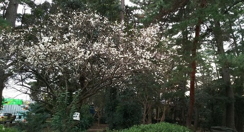 平田緑地梅