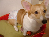 ¤ª¤à¤Ä¤Ã¤³