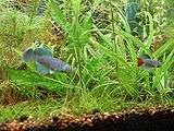 水草と卵目
