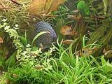 ディスカスと水草