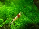 あかえび