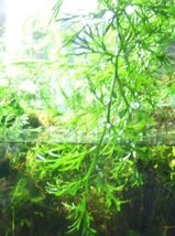 ウィステリアの水上葉