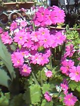 0a0e0736.jpg