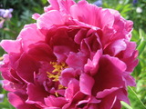 芍薬
