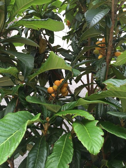 今井治療室琵琶木