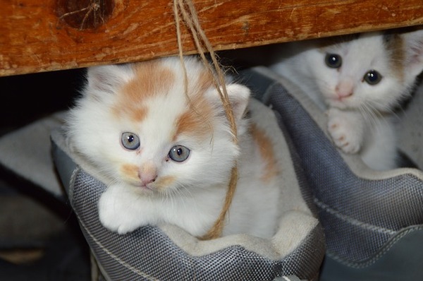 かわいい猫