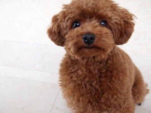 犬no1