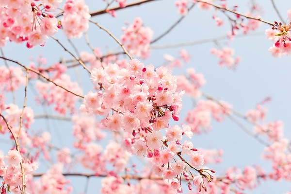 桜の画像