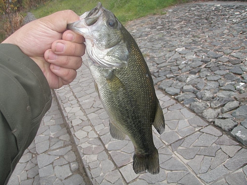 今年84本目のバス(30cm)