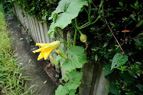 南京の花 その3