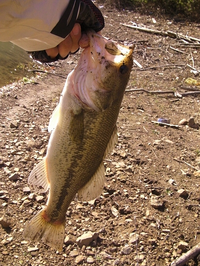 今年181本目のバス(40cm)