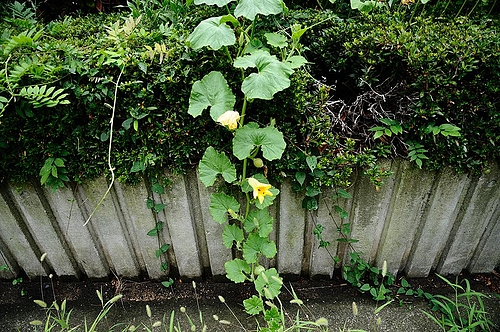 南京の花 その1