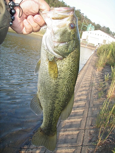 今年71本目のバス(43cm)