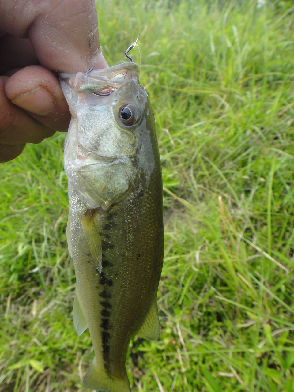 DSC02729.jpg