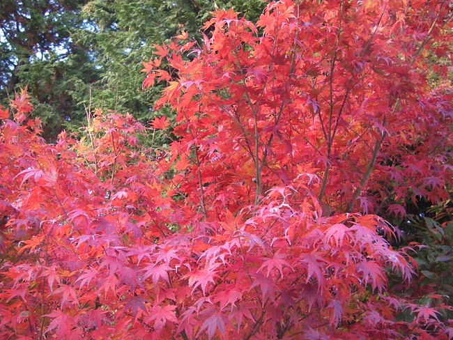 紅葉