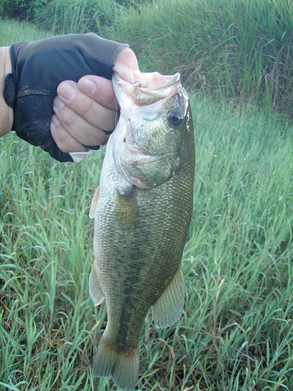 今年35本目のバス(31cm)