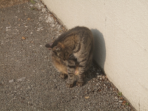 釣り場付近にいたノラ猫ちゃん