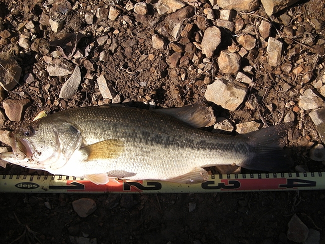 今年181本目のバス(40cm)