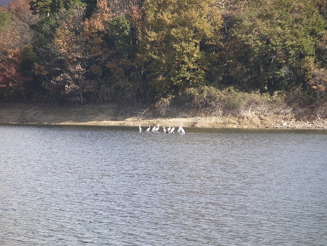 鳥山?