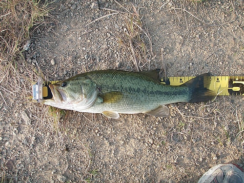 今年71本目のバス(43cm)