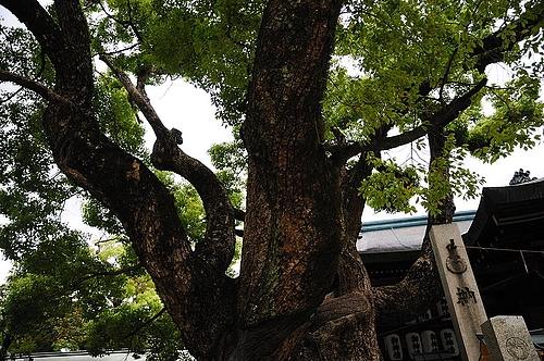 石切神社 ご神木