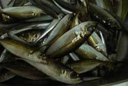 aji