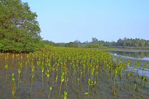 マングローブ植林体験ボランティア