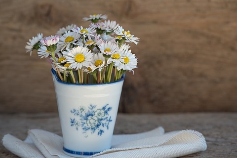 daisy-1346049_640