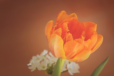 tulip-1290351_640