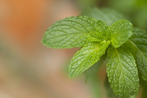 plant-2376664_640