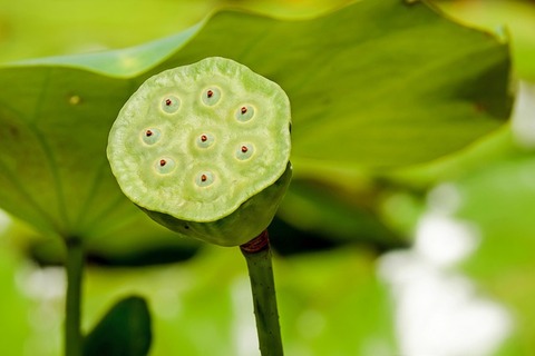 lotus-flower-2506451_640