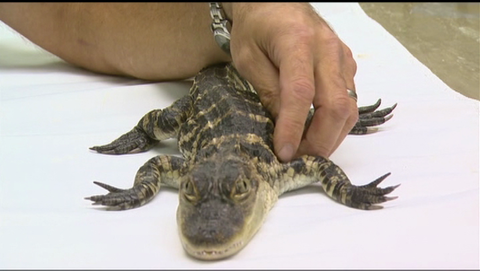 alligator