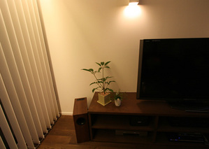 植物たち