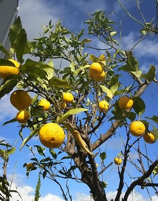 yuzu