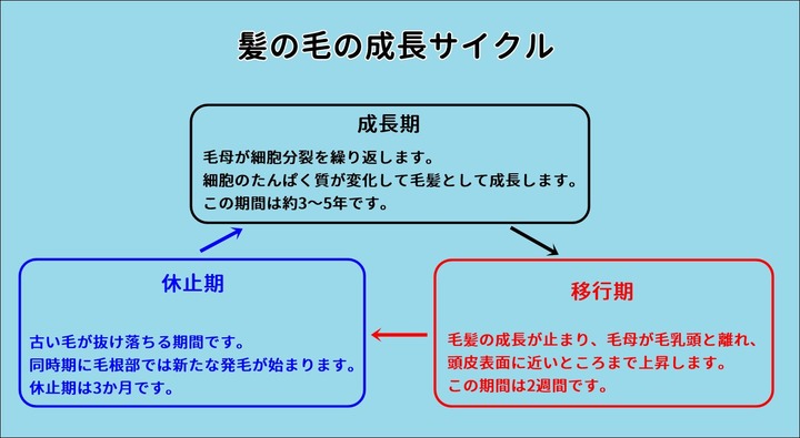 髪の毛の成長サイクル