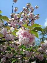 2010050112290001