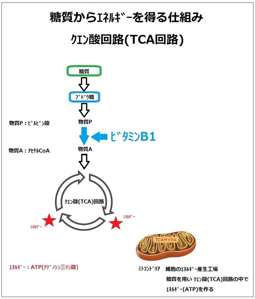 五十嵐内科 仙台市 宮城野区 福室 内科 呼吸器内科 循環器内科 土曜午後診療 気管支喘息 高血圧症 糖尿病 脂質異常症 高尿酸血症 にんにく注射 プラセンタ 注射 AGA 男性型脱毛症 ED 勃起不全 めまい 舌下免疫療法 シダキュア