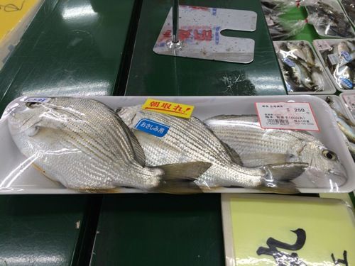 IMG_0154.JPG IMG 0154