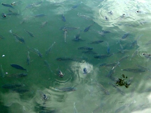 dsc08376_edited