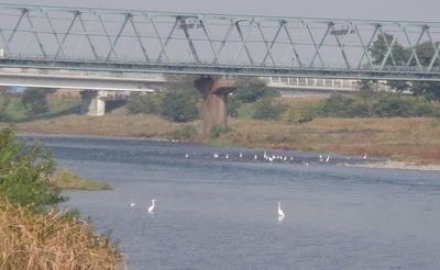 20091031sagi.jpg