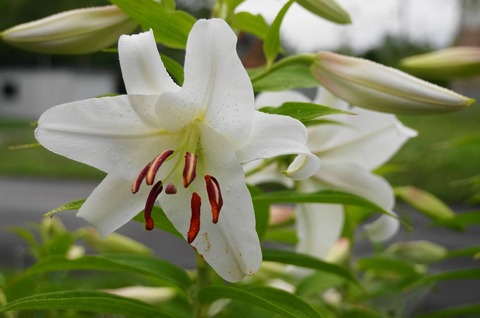 20170811lily