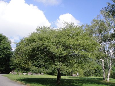20100826konashi.jpg
