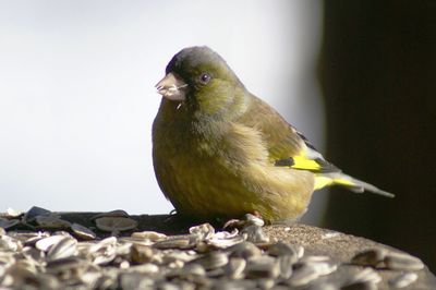 20120222kawarahiwa.jpg