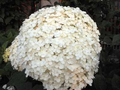 20090627ajisai.jpg