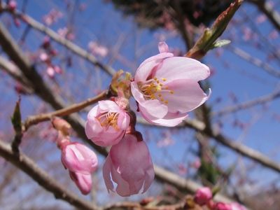20100430sakura.JPG