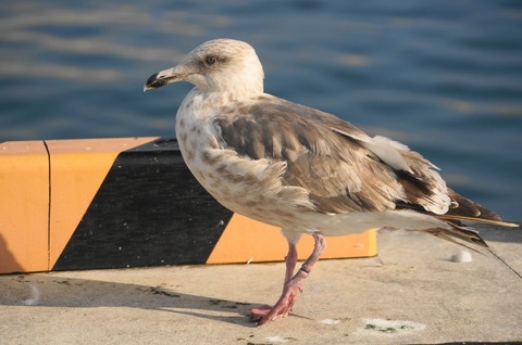 20170913seagull