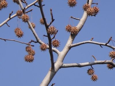 20100125popura.JPG